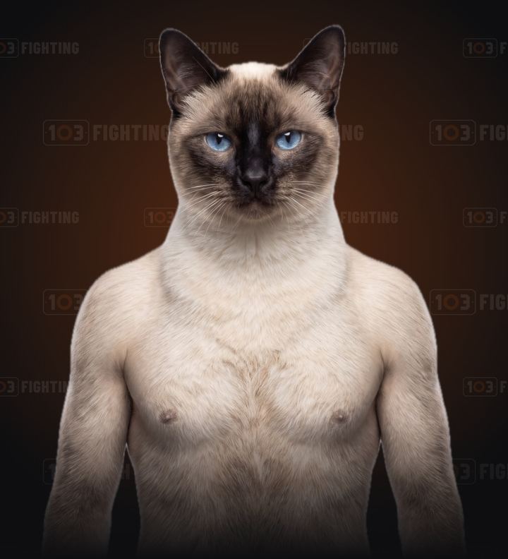 Bebban, the Siamese cat