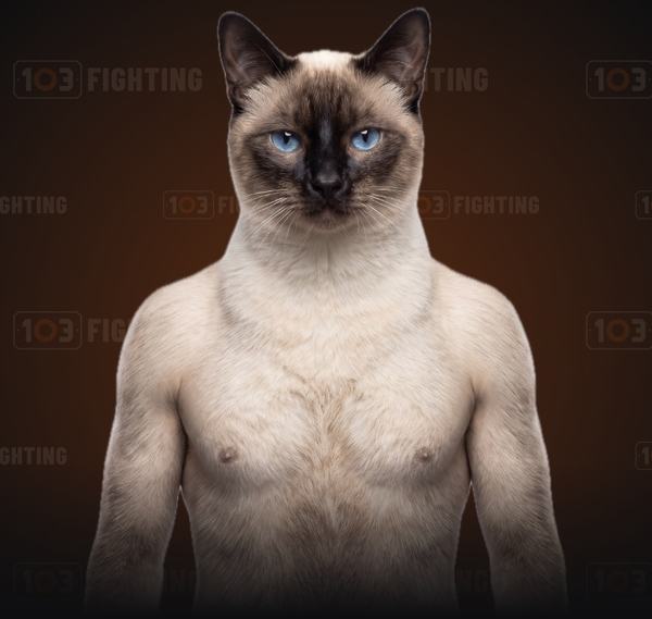 Bebban, the Siamese cat