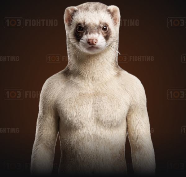 Kurre, the ferret